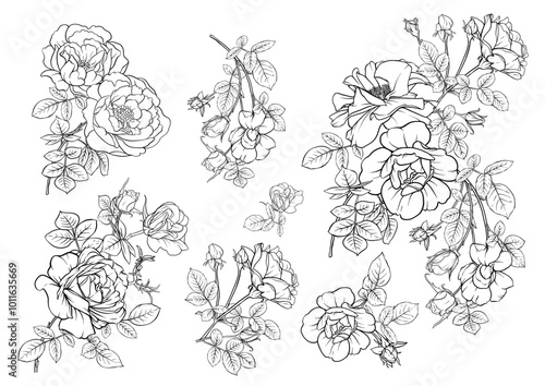Forest Rose flowers, Clip art, set of elements for design Vector illustration. Outline hand drawing.