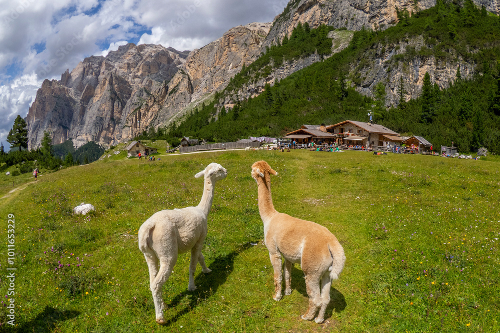 Obraz premium Cute alpacas portrait on green grass background, dolomites mountains
