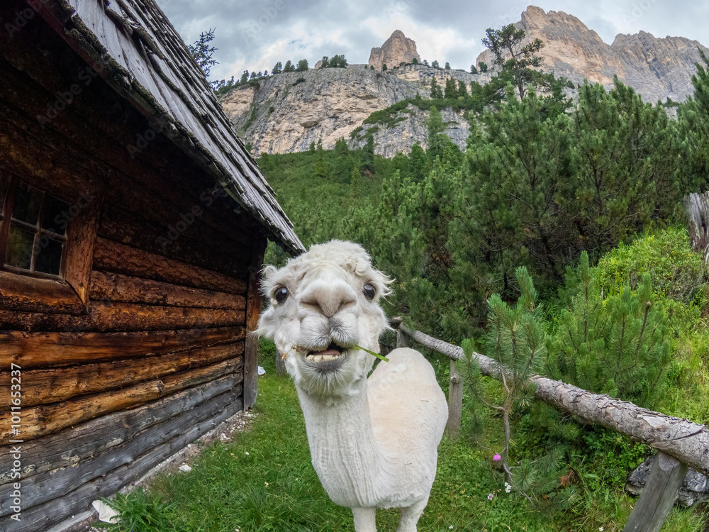 Naklejka premium White Cute alpaca portrait on green grass background, dolomites mountains