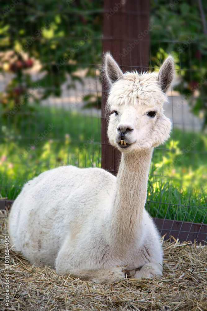 White Alpaca Calmly Resting on Hay Inside Fenced Enclosure White Alpaca Calmly Resting on Hay Inside Fenced Enclosure