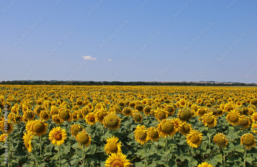 Naklejka premium field of sunflowers and sky