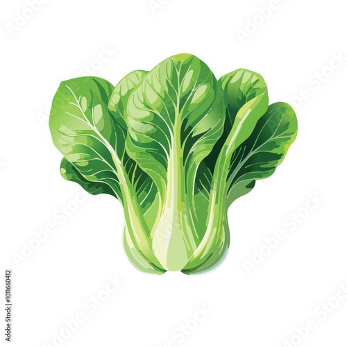Fresh pak choi cabbage isolated