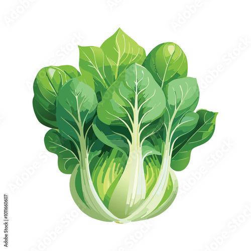 Fresh pak choi cabbage isolated