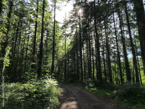 Deep in the forest, trees, branches and leaves natural background, in the woods