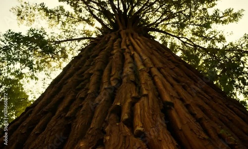 Low Angle Shot of a Towering Sandalwood Tree, Emphasizing Its Majestic Height and Canopy