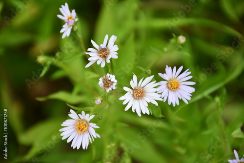 daisy in the grass