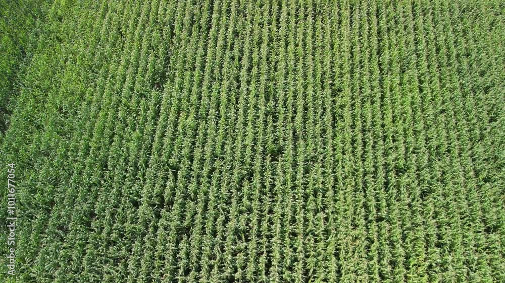 Aerial video of a green cornfield taken by a drone, showcasing the field's vast expanse during summer. Aerial video of a green cornfield taken by a drone, showcasing the field's vast expanse during summer.