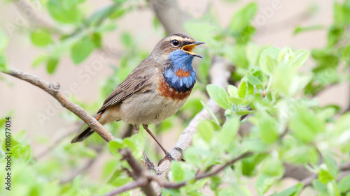 robin on a branch