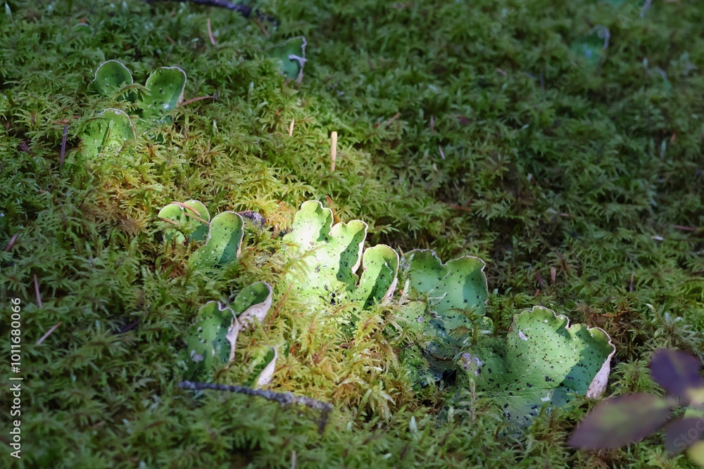 Obraz premium A cluster of vibrant green mushrooms, illuminated by a soft, ethereal glow, nestled in a bed of moss on a forest floor, creating a magical scene.