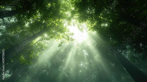 Misty Forest with Sunlight Breaking Through Trees