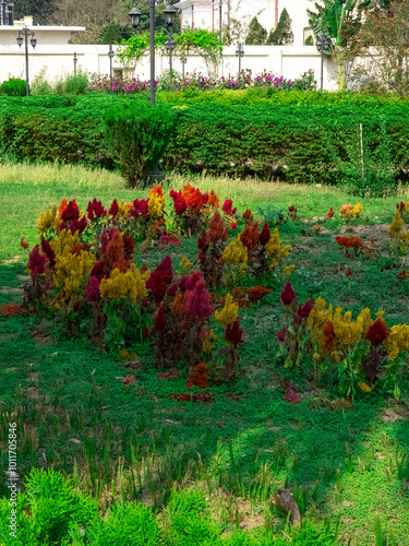 red, yellow celosia pinnate during flowering.