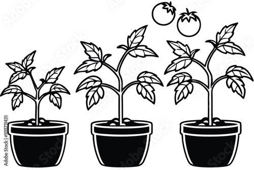 The life cycle of tomato plant vector silhouette