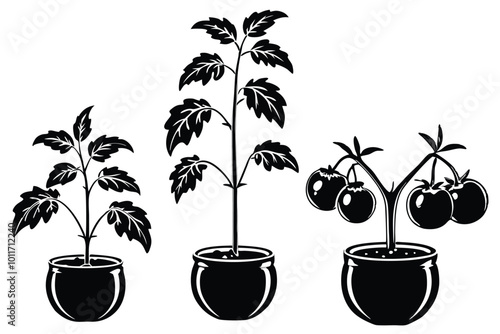 The life cycle of tomato plant vector silhouette