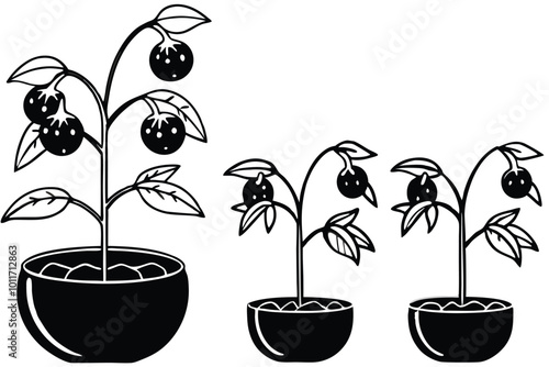 The life cycle of tomato plant vector silhouette