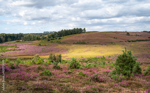Deadman hill, a popular walking spot in the New Forest, Hampshire, England.