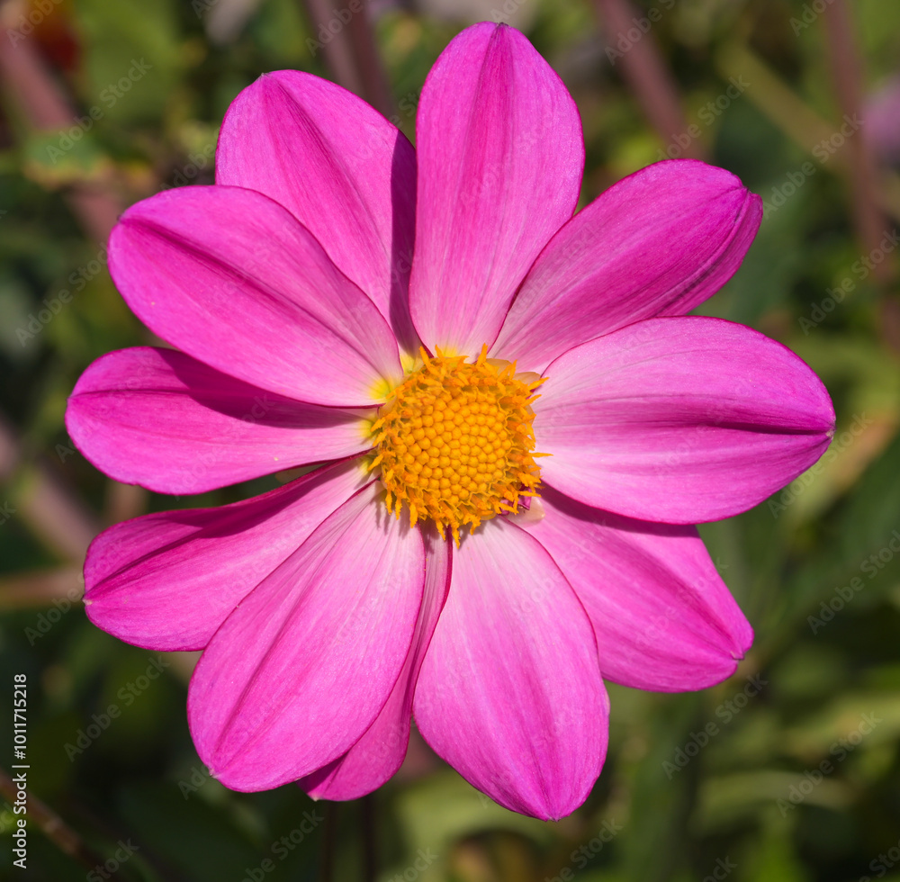 Beautiful close-up of a pink dahlia flower Beautiful close-up of a pink dahlia flower