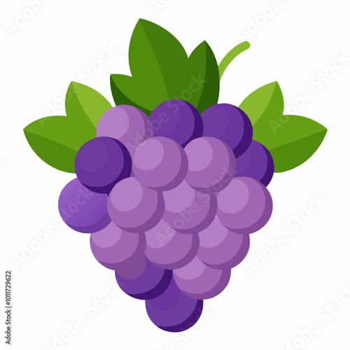 bunch of grapes color vector illustration with white background