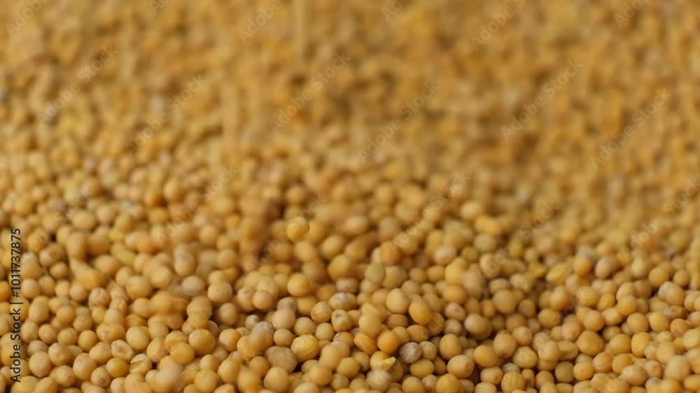 Mustard seeds falling on a pile slow motion Mustard seeds falling on a pile slow motion