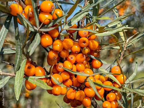 Sea buckthorn branch with orange fruit, close-up