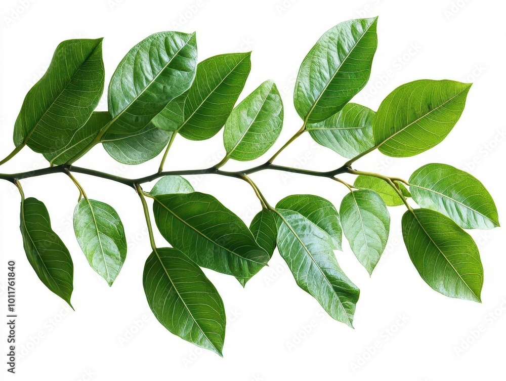 Fototapeta premium lush green javanese treebine leaves cascading elegantly, isolated on white background, intricate leaf patterns visible, exuding tropical serenity and natural beauty