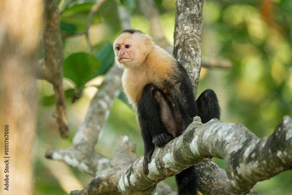 white face monkey ape in Costa Rica sneaky monkeys nature white face monkey ape in Costa Rica sneaky monkeys nature