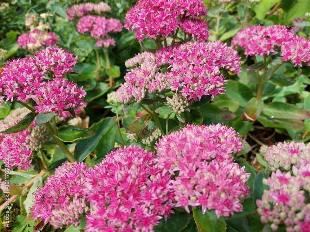 Beautiful Pink Butterfly Stonecrop Flowers Beautiful Pink Butterfly Stonecrop Flowers