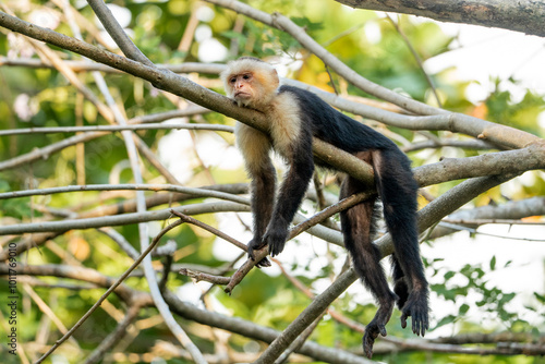 white face monkey ape in Costa Rica sneaky monkeys nature