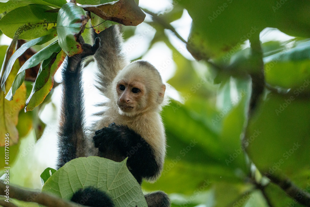 Fototapeta premium white face monkey ape in Costa Rica sneaky monkeys nature