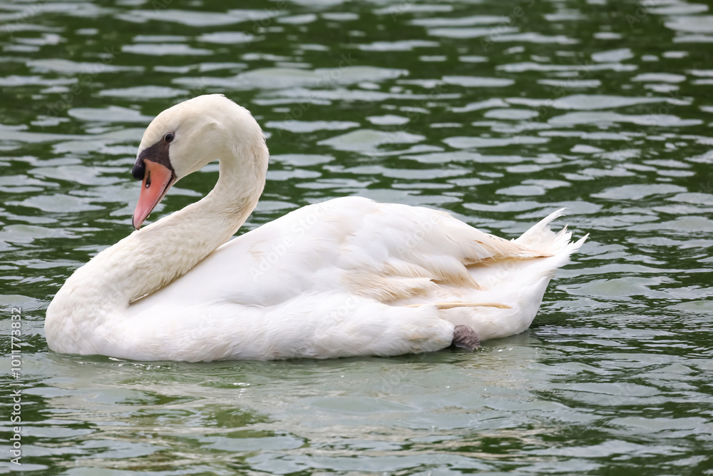 Close up the beautiful White goose in river Close up the beautiful White goose in river