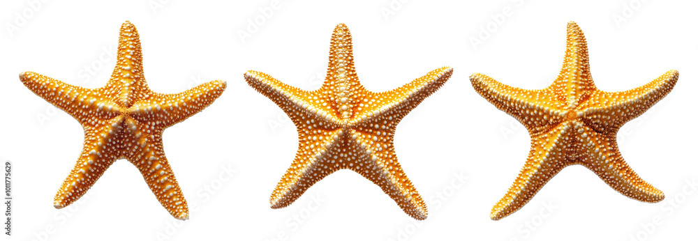 Three colorful starfish on transparent background Three colorful starfish on transparent background