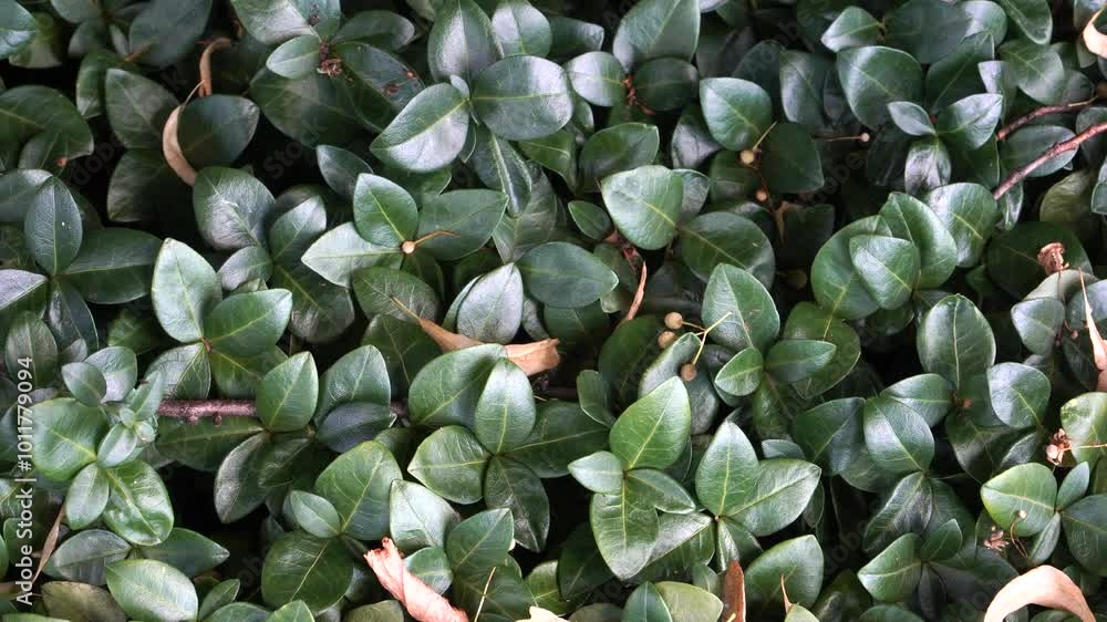 A close-up view of Vinca minor, or the Periwinkle, a popular ground cover plant with simple, lush green, elliptic leaves. Despite being invasive, its beauty makes it a popular choice for gardens. A close-up view of Vinca minor, or the Periwinkle, a popular ground cover plant with simple, lush green, elliptic leaves. Despite being invasive, its beauty makes it a popular choice for gardens.