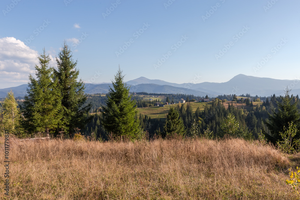 Carpathian Mountains ridge with mountain meadow and spruces on foreground