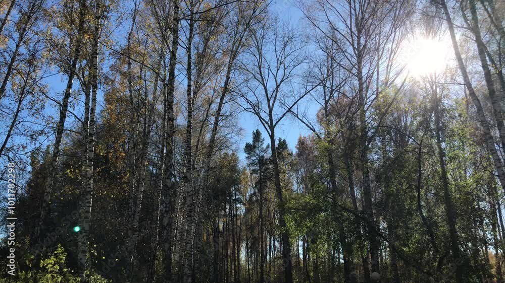 Sunlight Streaming Through Tall Birch and Pine Trees in a Serene Forest on a Clear Autumn Day with Blue Sky and Sparse Foliage Sunlight Streaming Through Tall Birch and Pine Trees in a Serene Forest on a Clear Autumn Day with Blue Sky and Sparse Foliage