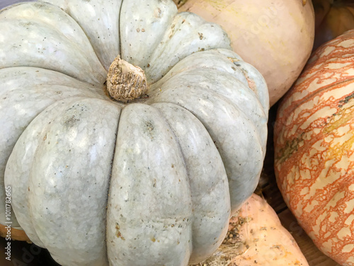 A closeup photo of a large white pumpkin in a group of orange pumpkins for the Autumn holidays, and for backgrounds.
 photo