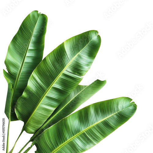 Banana leaves, white isolate background