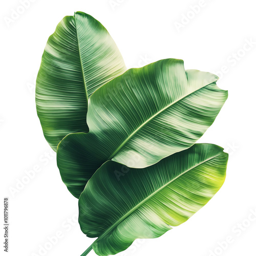 Fotografie Banana leaves, white isolate background