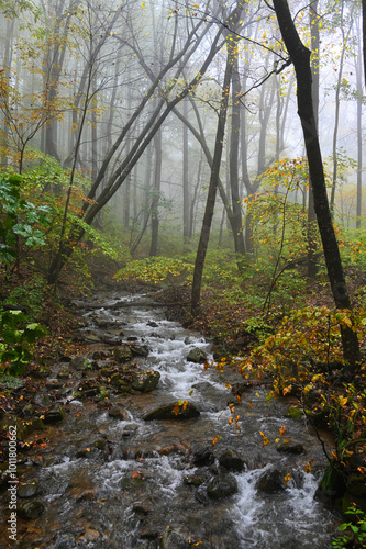 Stream river creek in the forest in autumn, Skyline Drive Virginia