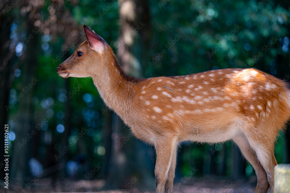 奈良県　奈良公園と鹿の風景