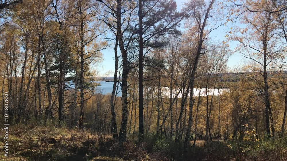 Scenic Autumn Forest Overlooking Tranquil Lake on a Bright Sunny Day with Golden Leaves Rustling in the Breeze, Tall Birch and Pine Trees Framing a Calm Water Horizon in the Distance Scenic Autumn Forest Overlooking Tranquil Lake on a Bright Sunny Day with Golden Leaves Rustling in the Breeze, Tall Birch and Pine Trees Framing a Calm Water Horizon in the Distance