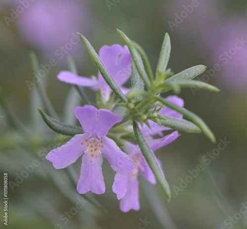 Beautiful close-up of westringia fruticosa photo