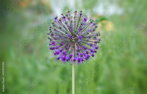 Allium giganteum flower with a blurred green background photo