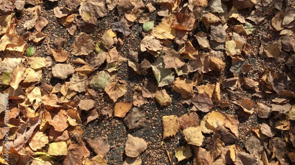 Close-up of Sunlit Fallen Autumn Leaves Gently Scattered on a Forest Ground. Rich Browns, Yellows, and Oranges Highlighting the Beauty of Seasonal Decay in a Calm Woodland Setting Close-up of Sunlit Fallen Autumn Leaves Gently Scattered on a Forest Ground. Rich Browns, Yellows, and Oranges Highlighting the Beauty of Seasonal Decay in a Calm Woodland Setting