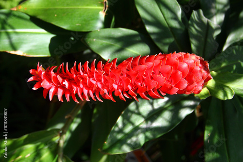 Crepe ginger, or Hellenia speciosa flower in a garden photo