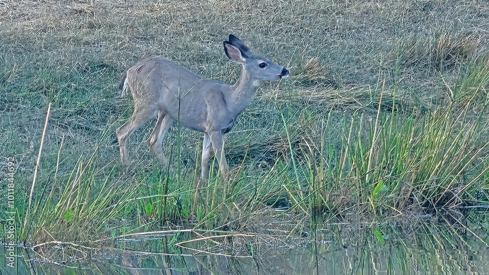 deer deer