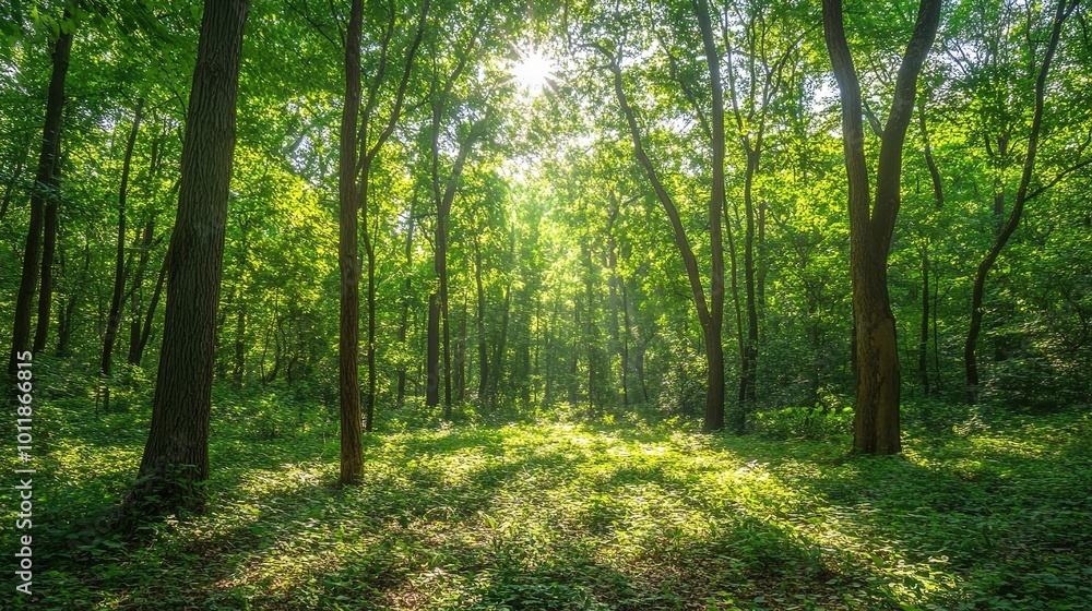 Fototapeta premium Sunlit Forest with Lush Green Foliage and Tall Trees