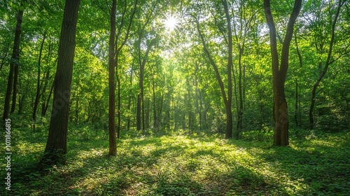 Sunlit Forest with Lush Green Foliage and Tall Trees