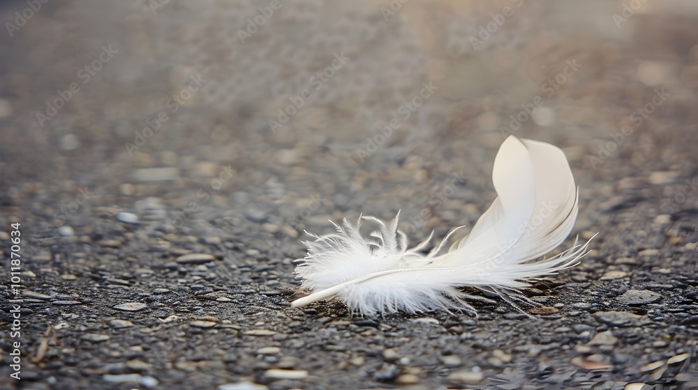 Fallen Feather s Symbolic Descent A Poignant Metaphor for Disheartened Solitude Fallen Feather s Symbolic Descent A Poignant Metaphor for Disheartened Solitude