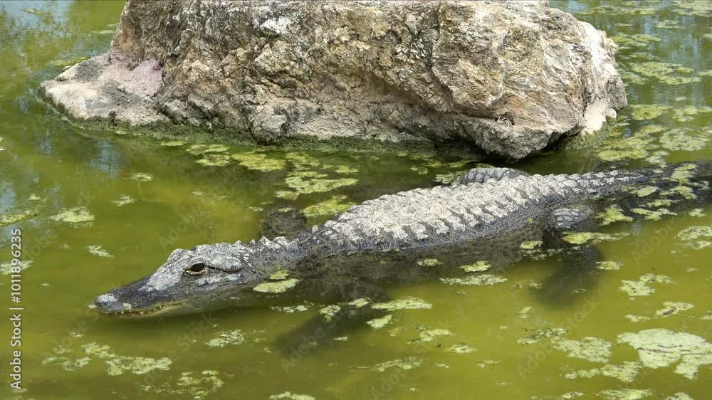 Alligator caiman in the jungle landscape Alligator caiman in the jungle landscape