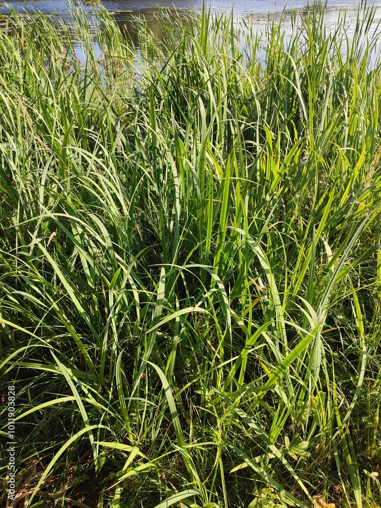 Fototapeta premium coastal grass by the lake