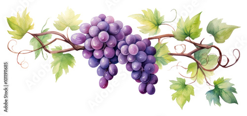 Wallpaper Mural PNG Vine grapes vine fruit. Torontodigital.ca